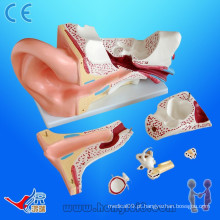 Modelo avançado de orelha de anatomia pvc, modelo de anatomia da orelha